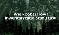 Wielkoobszarowa Inwentaryzacja Stanu Lasu 
