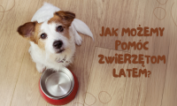 Jak możemy pomóc zwierzętom latem?