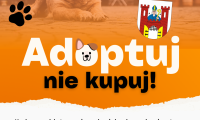 Wyniki konkursu „Adoptuj-nie kupuj”