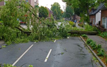 Na ulicy leży drzewo przewrócone przez wiatr.