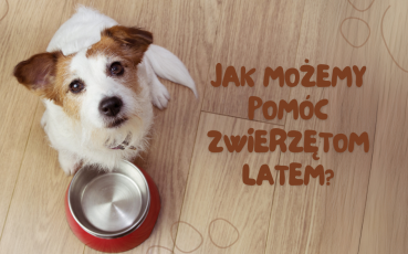 Jak możemy pomóc zwierzętom latem?
