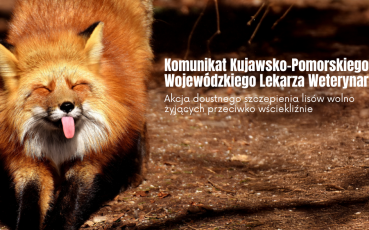 Akcja szczepienia lisów przeciwko wściekliźnie