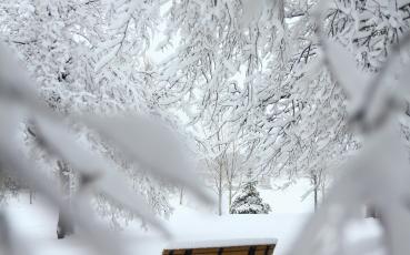 Ławka wśród ośniezonych drzew