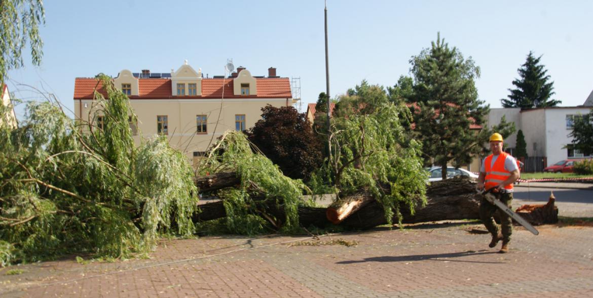 Rynek. Pilarz na tle wyciętej wierzby.