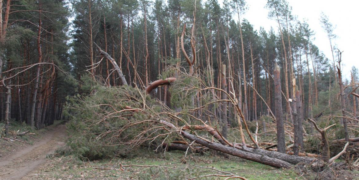 Połamane sosny.