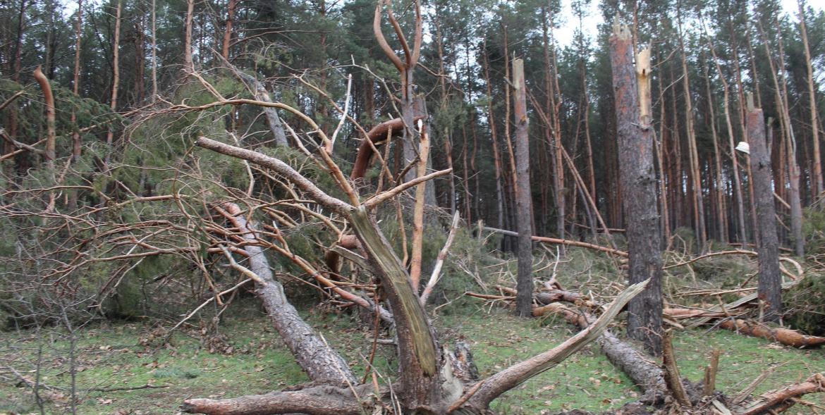 Połamane sosny.