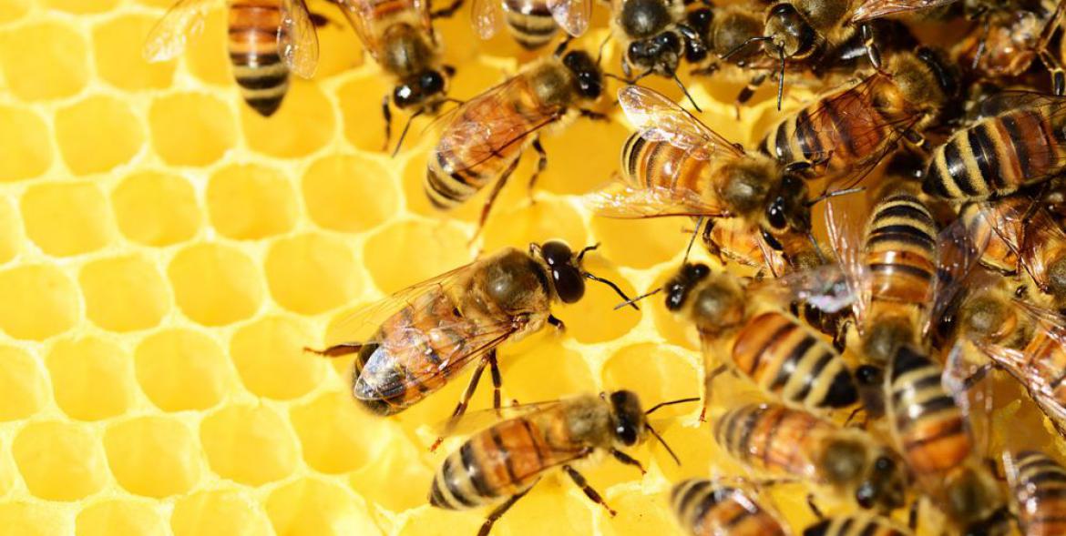 Pszczoły na plastrze miodu.