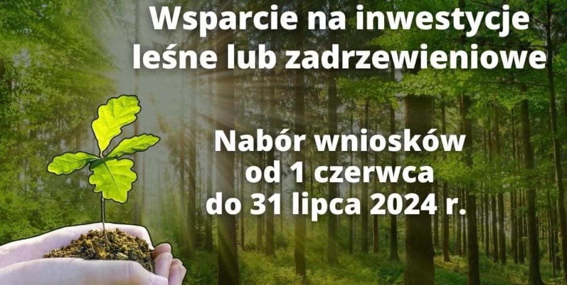 Dłonie z sadzonką dębu na tle lasu.