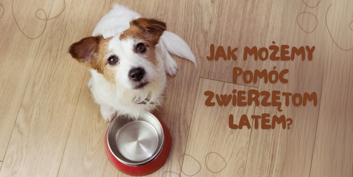 Jak możemy pomóc zwierzętom latem?