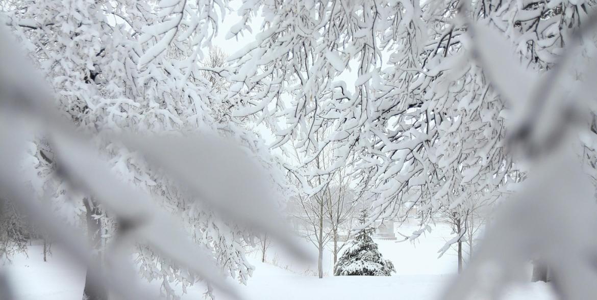 Ławka wśród ośniezonych drzew