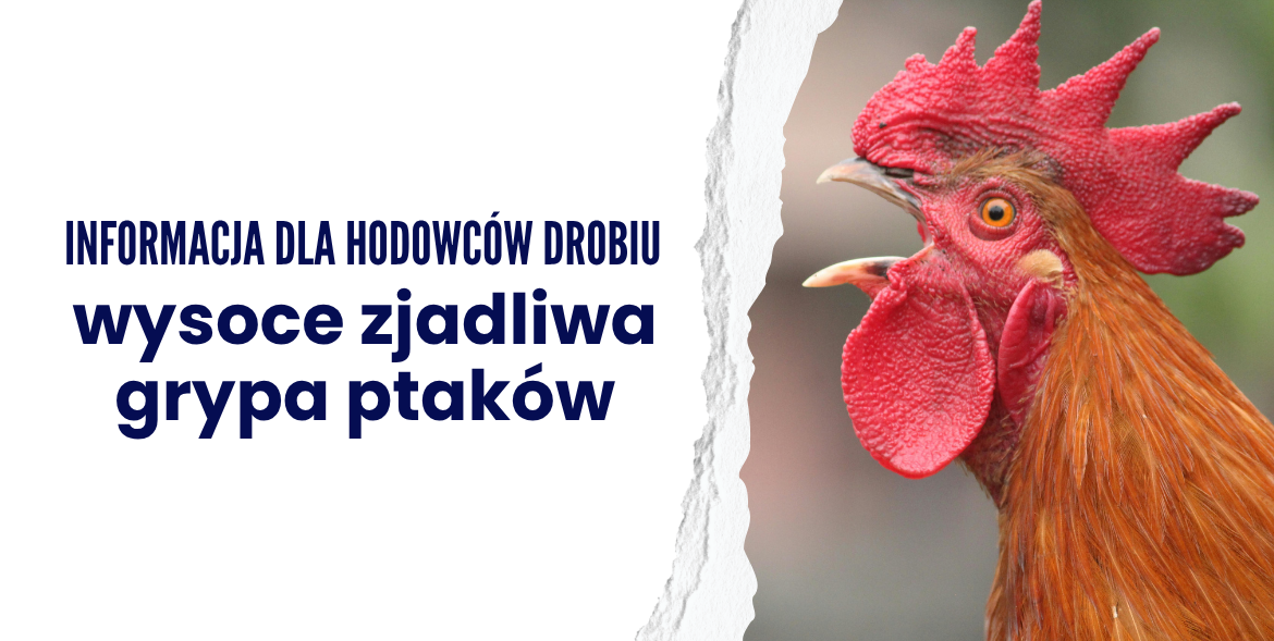 Informacja dla hodowców drobiu - wysoce zjadliwa grypa ptaków.