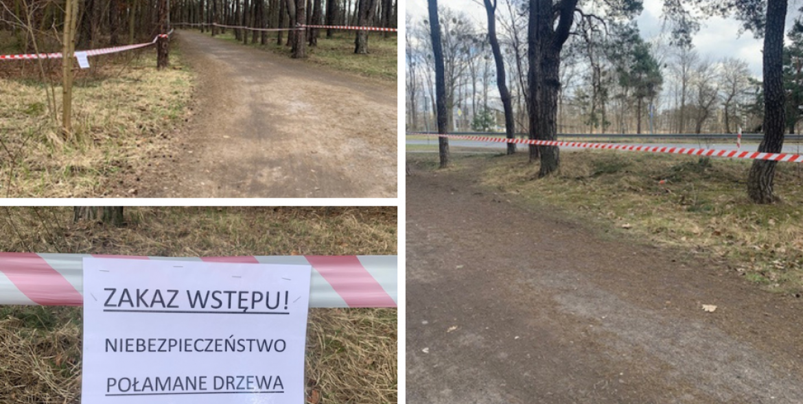 Kilka zdjęć z parku - drzewostan, alejki wytyczone biało-czerwoną taśmą i tekst Zakaz wstępu