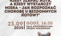 Szkolenie dla mieszkańców – jak pomagać bezdomnym kotom